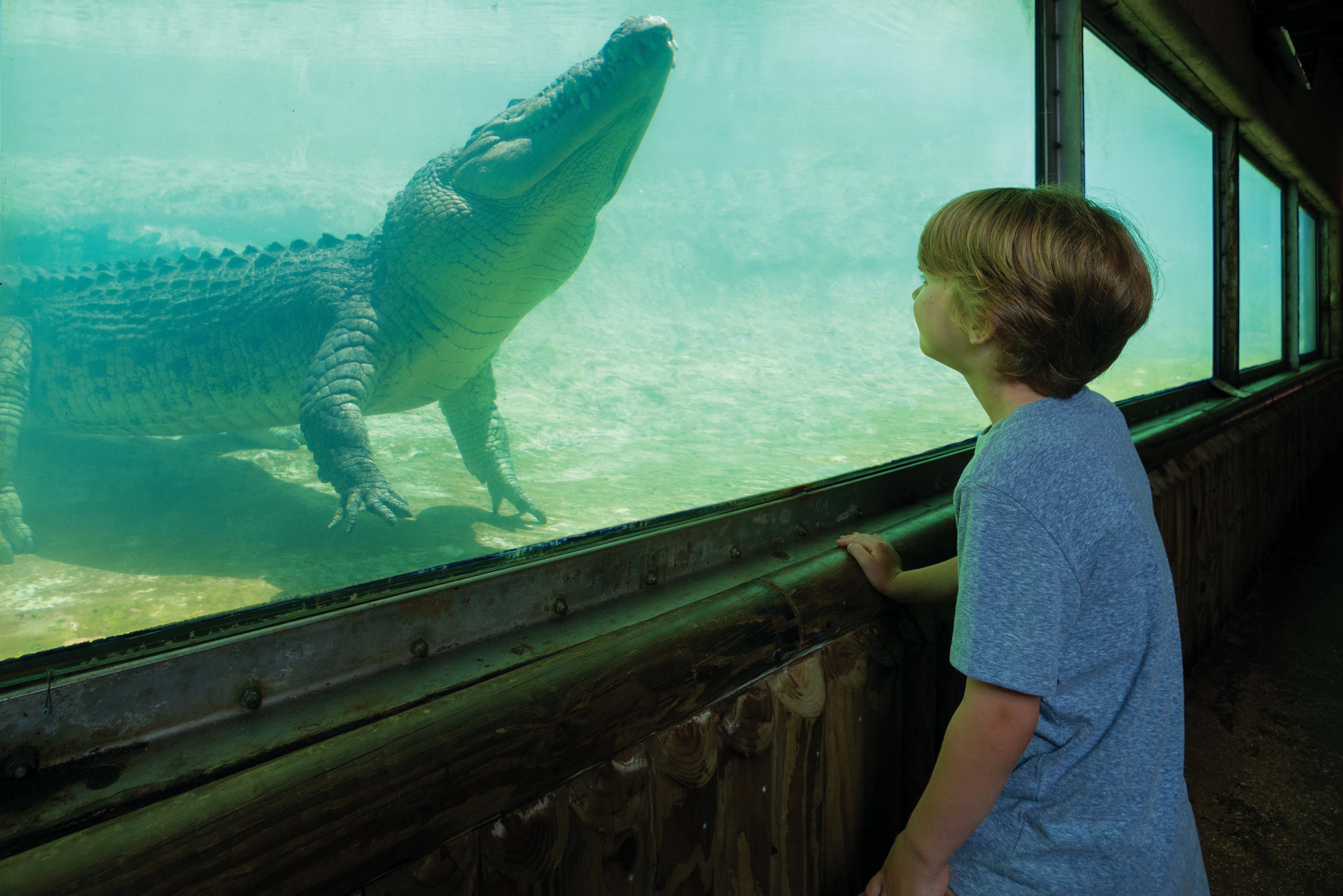 St. Augustine Alligator Farm.